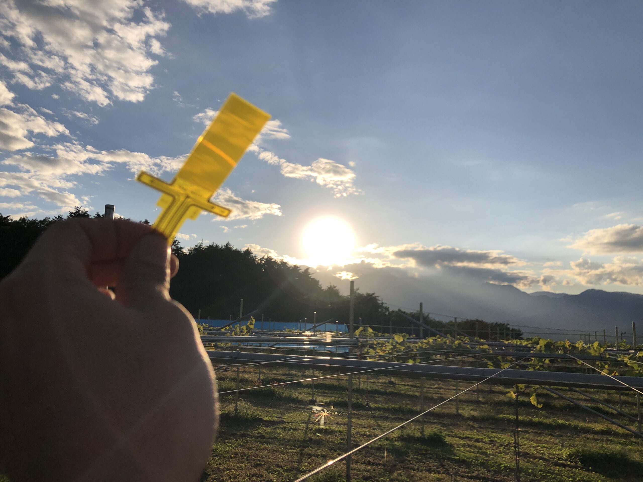 ハウストマトでのバイオスティミュラント試験